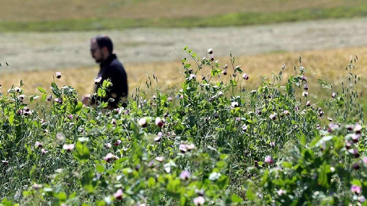 Et ve süt verimini ikiye katlıyor, tarıma alternatif oluyor! Ekimi tamamlandı verimi başarı getirdi