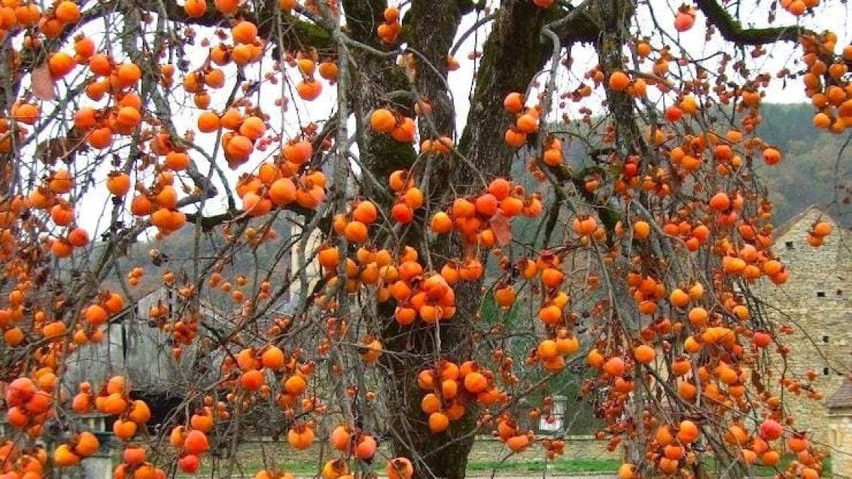 Trabzonlular bu meyvenin kıymetini bilmiyor: Oysa saklı bir mücevhermiş