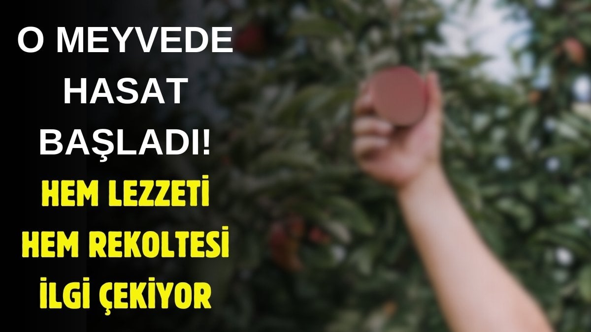 Göl havası ve suyu lezzetini artırıyor! Avrupa’ya kadar gidiyor, bir ilde 30 çeşit ürün veriyor: O meyvede hasat başladı