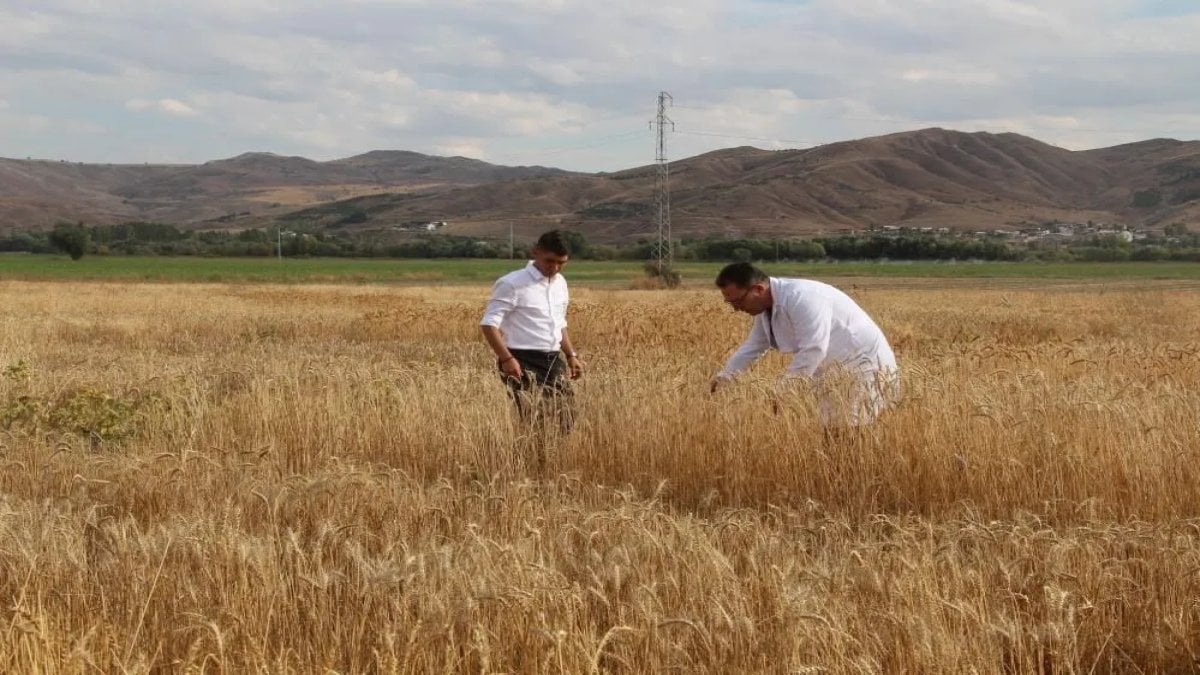 Sivas’ta 14 yıllık çalışma sonuç verdi! Türk bilim insanları geliştirdi: 3 çeşidi de tescillendi