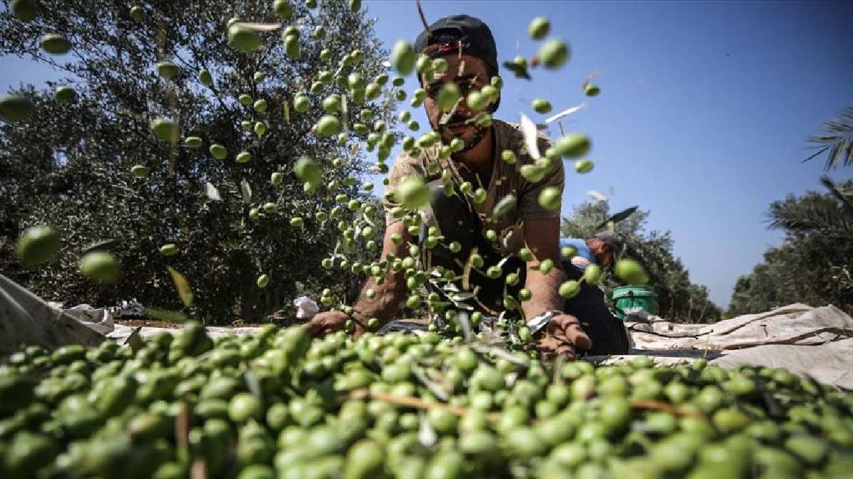 Bu sene kahvaltılarda zeytini unutun! Sofralık zeytinler yağlık oluyor: Hem üretene hem tüketene kara haber