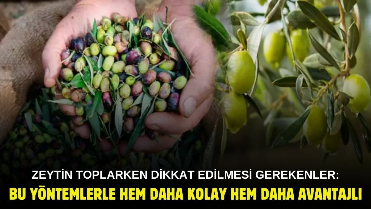 Zeytini makine gibi toplamanın formülü! Bu püf noktasını kimse söylemiyor: Ezilmeden kasalar dolacak