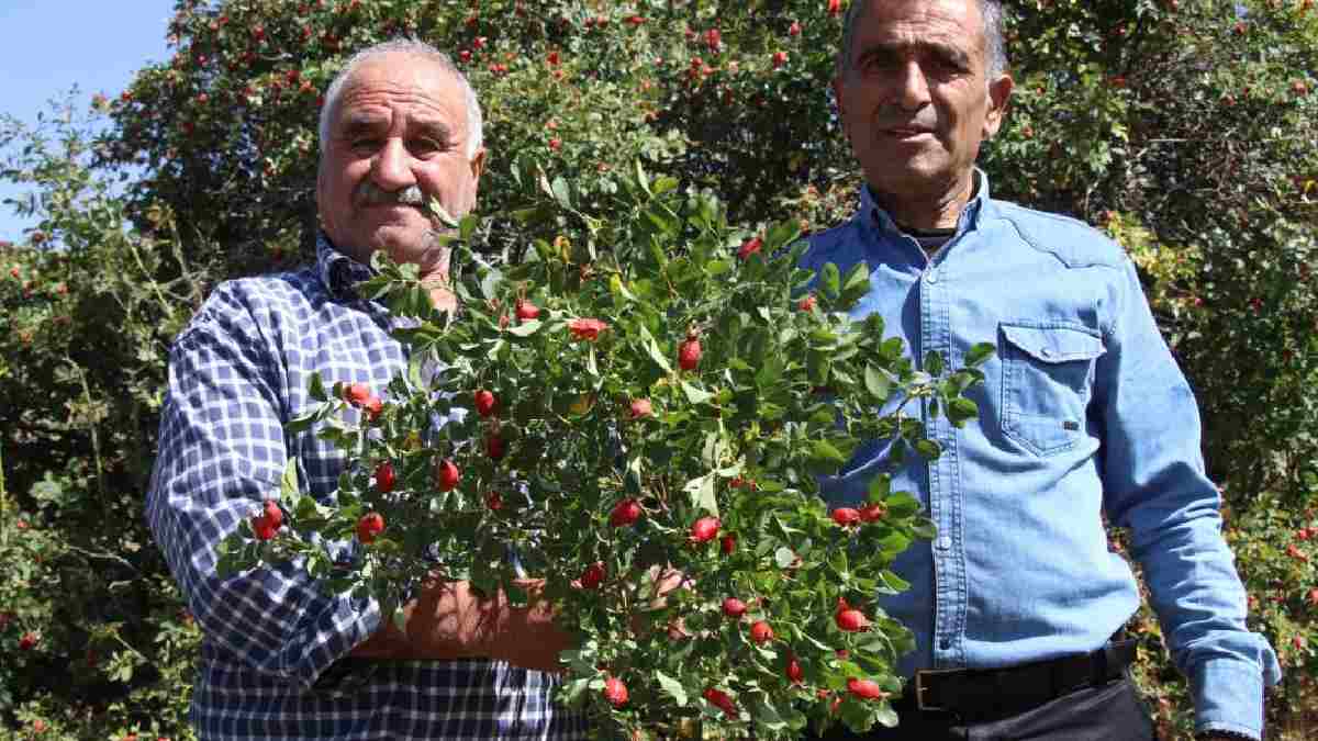 Dağ taş geziliyor her ağaçtan toplanıyor! Kışın talep yağıyor, köylü bayram ediyor