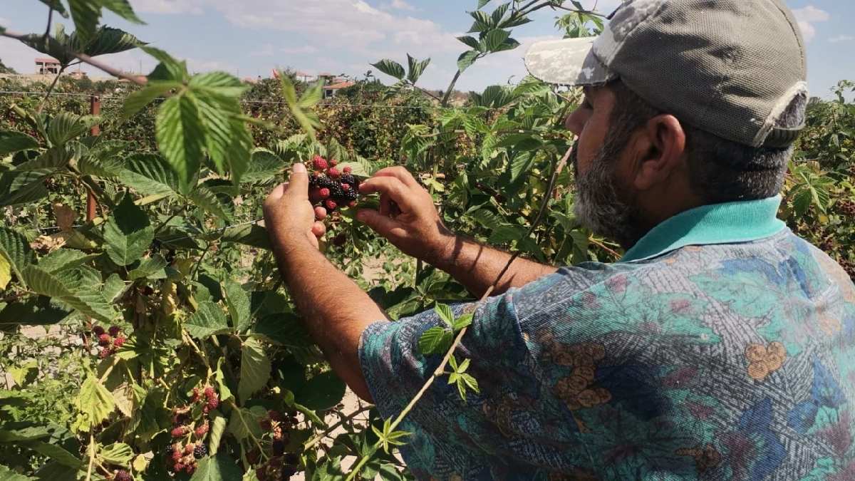 Arpa ve buğdayı bıraktı onu ekti! Paraya para demiyor, herkes bunu ekmek istiyor: Tadına Ankaralılar bakacak