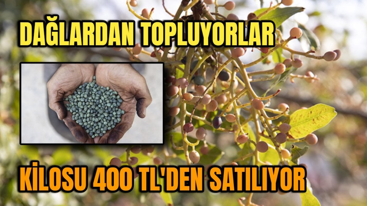 Tarlada tozu bile kalmıyor! Elle toplanıyor, kilosu 400 liraya satılıyor: Kahve gibi fincan fincan içiliyor