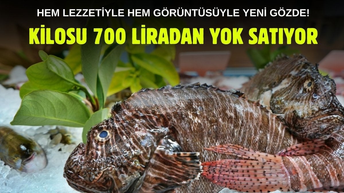 Lokantaların gözdesi oldu! Dikenleri zehirli ama usta ellerle şifa oluyor: Kilosu 700 liradan yok satıyor