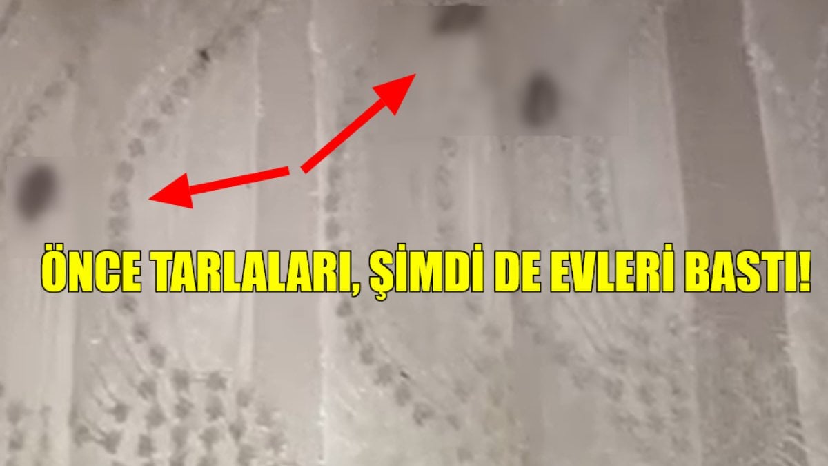 Tarlaları yedi bitirdi, şimdi sıra evlerde! Fındığın kabusu binaları istila etti: Her yerden fırlıyorlar