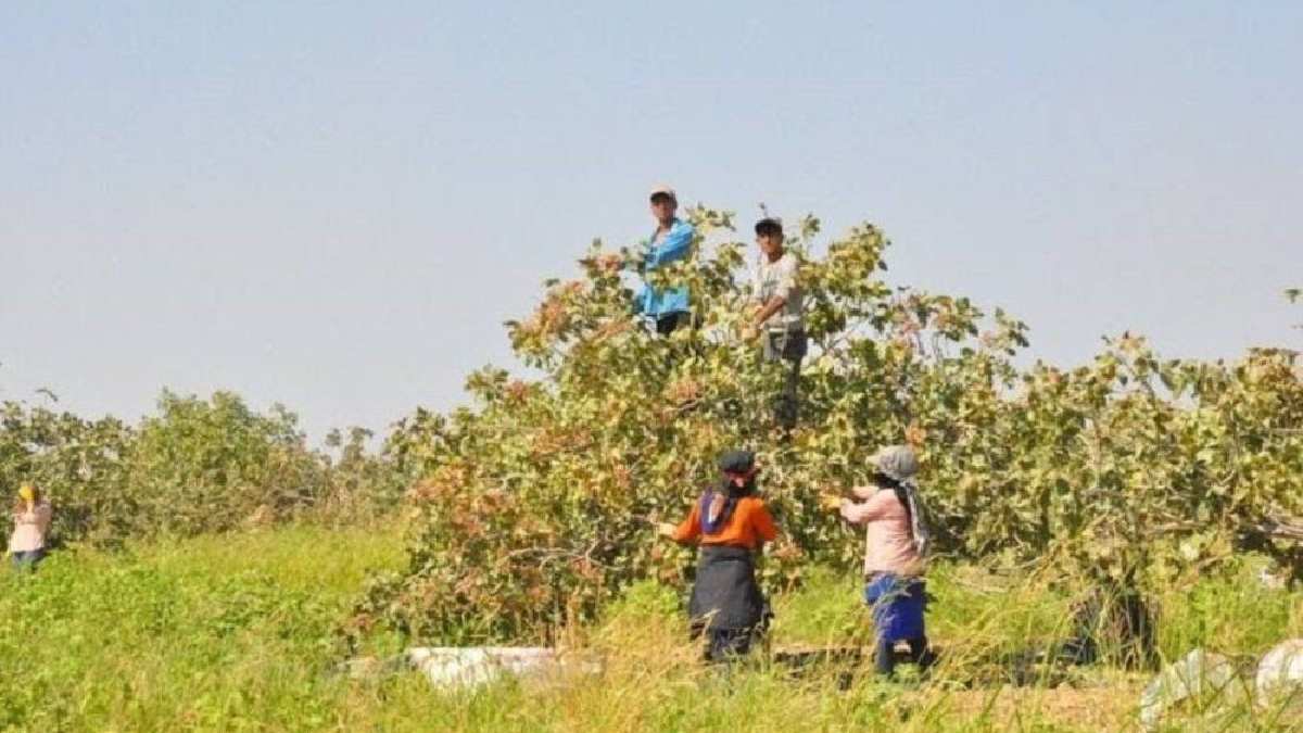 2.300 kişiyle başladı, sabahın köründe toplanıyor! 8 saat altın avlıyorlar, 10 farklı bölgeye yayıldı