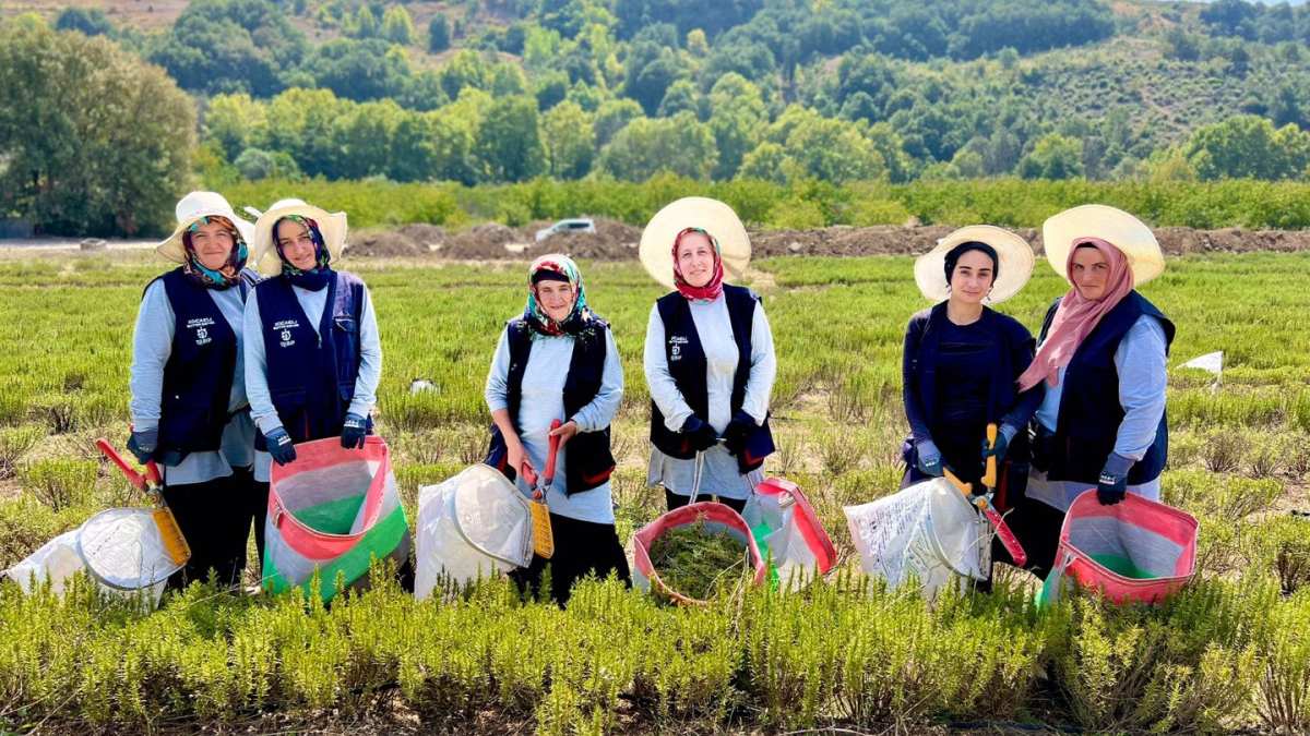 4 yıl önce ekildi, verimi yüz güldürdü! Satın alma garantisi bulunuyor, yaprağından yağına kadar kullanılıyor