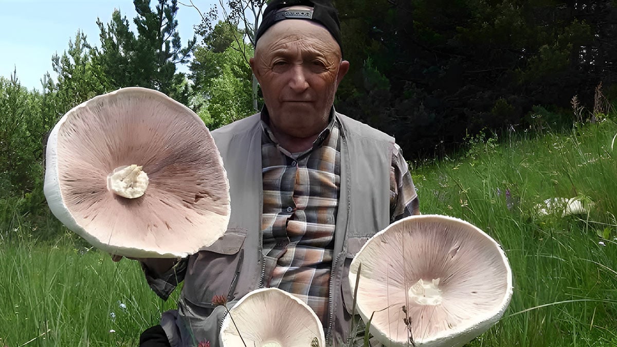 Mantar yerken dikkat: Vücutta ciddi hasarlar bırakabilir! Bu belirtiler varsa derhal acile gidin