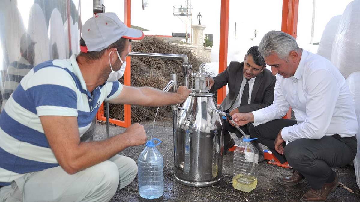 Bir kere dikiliyor 30 yıl hasat ediliyor! Dönüm başına 11 litre çıkıyor, sabundan yağa her şeyi kazanç sağlıyor