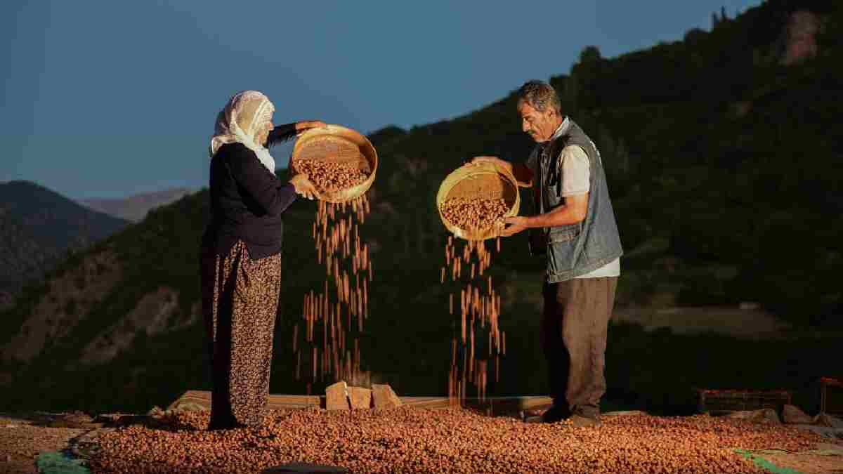 Karadeniz’e rakip üretim! Eski usul kullanılıyor sırıklarla toplanıyor: 400 hanenin geçim kaynağı:‘Zor iş ama yapmak zorundayız’