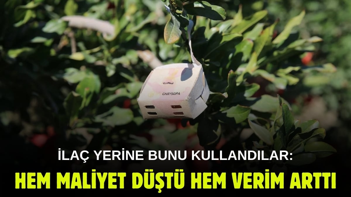 Çiftçiler ilaç yerine kullandı, hem maliyeti düşürdü, hem verimi artırdı! Yılda 12 değil 3 kez ilaçlama yetiyor