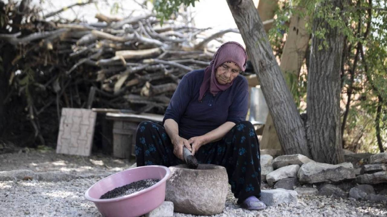 Adına Türküler Yazılan Ürünün Hasadı Başladı: Önce Kırmızı Sonra Yeşile Dönüyor, Tozu Bile Para Ediyor