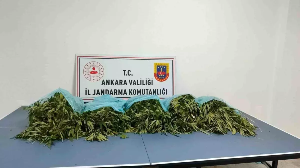 Ankara Çamlıdere’de 25 Kilogram Kubar Esrar Ele Geçirildi