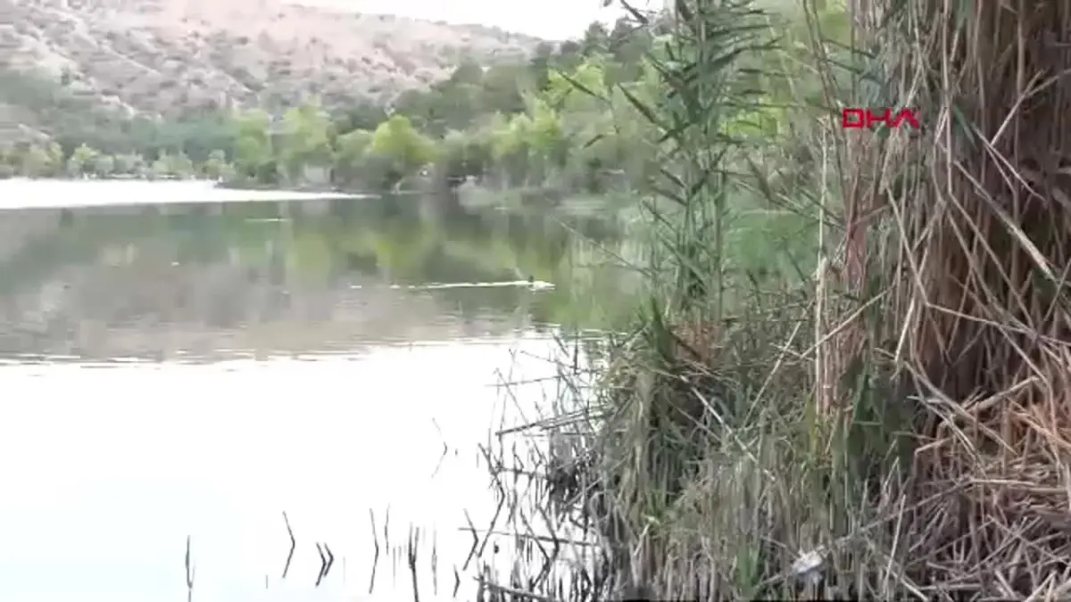 Eymir Gölü’nde Turna Balıkları Ölüyor, ODTÜ Çalışmalara Başladı