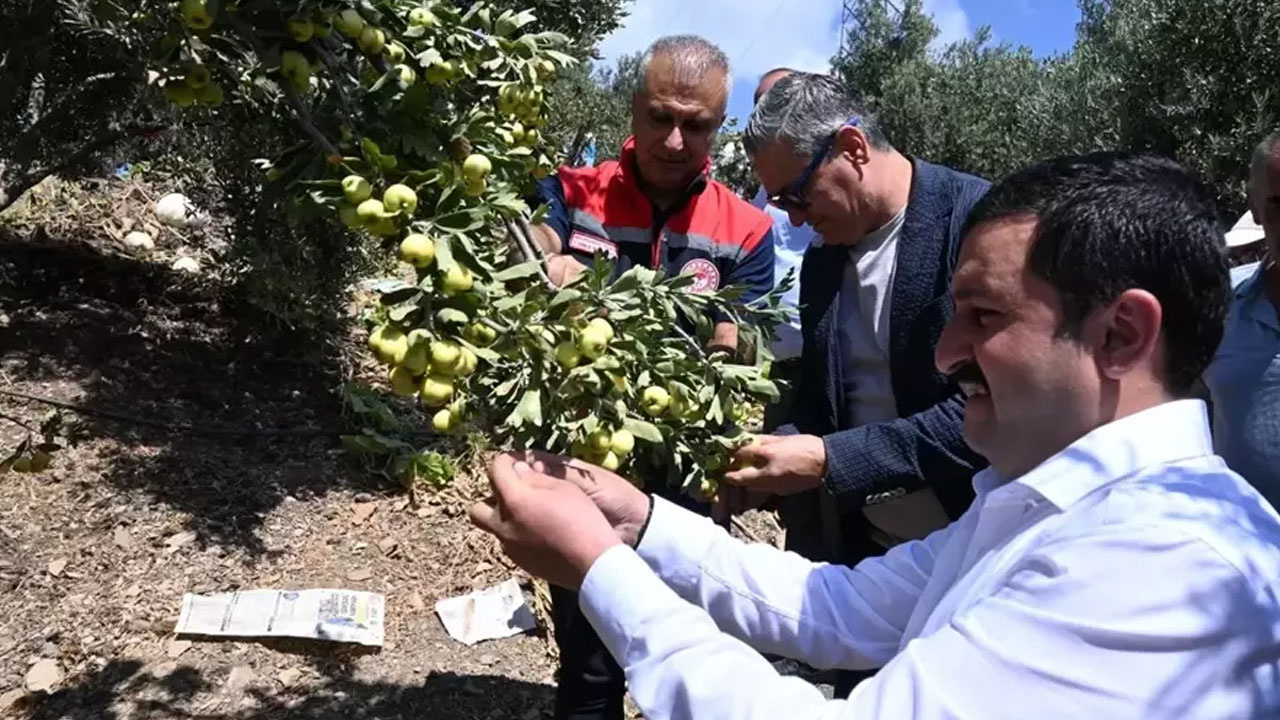 Antioksidan Deposu Olarak Biliniyor: Hasadı Başladı, 200 Liradan Satılıyor