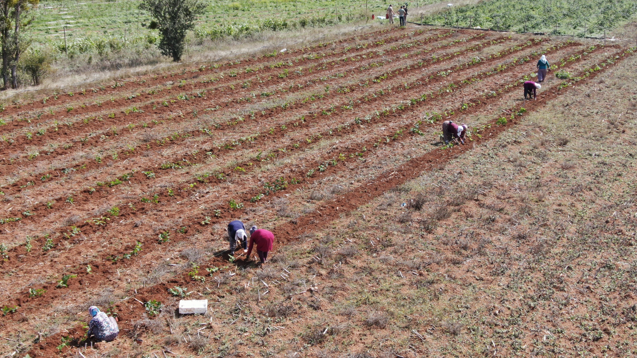 Arpa ve Buğdayı Bıraktı, Deneme Amaçlı Dikti! Şimdi Paraya Para Demiyor, Özel İzinle Getiriliyor