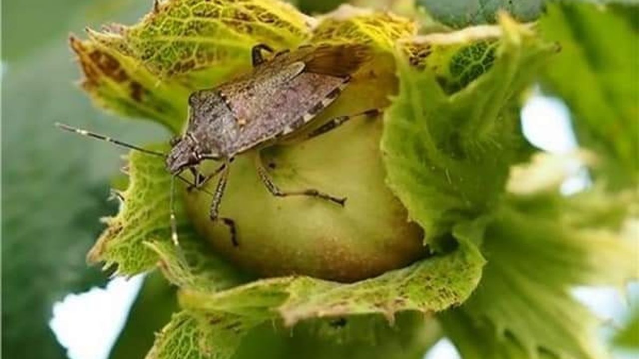 Fındık üreticileri kahverengi kokarca böceğine karşı uyarıldı