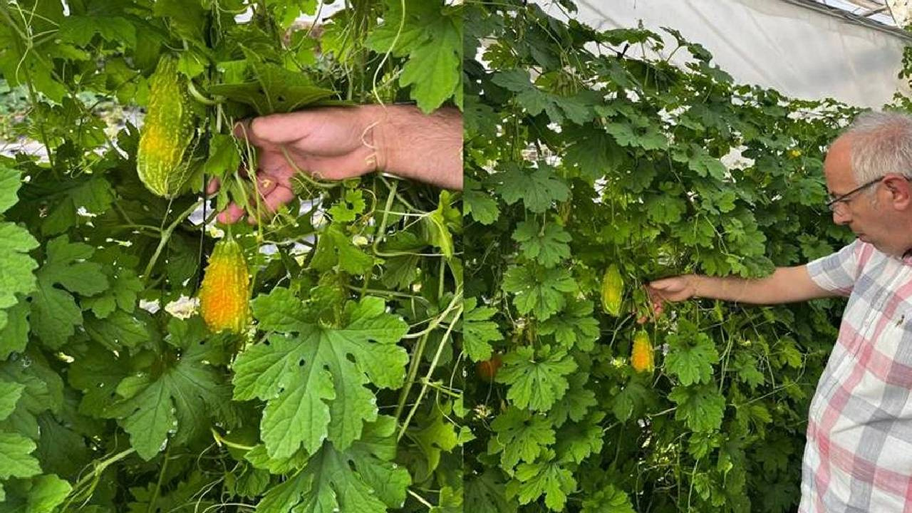 Bayburt’ta İlk Defa Hasat Yapıldı! Kimse İnanmadı Olmaz Dedi Onlar Yaptı