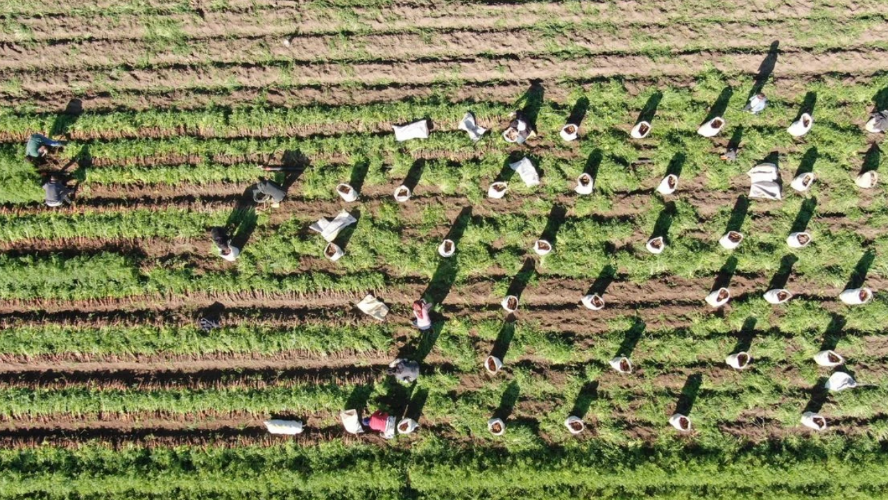 Beklenen Hasat Başladı, Çiftçinin Sevinci Yarım Kaldı: Yüzde 50 Kayıp Oldu, Fiyatlar Artacak