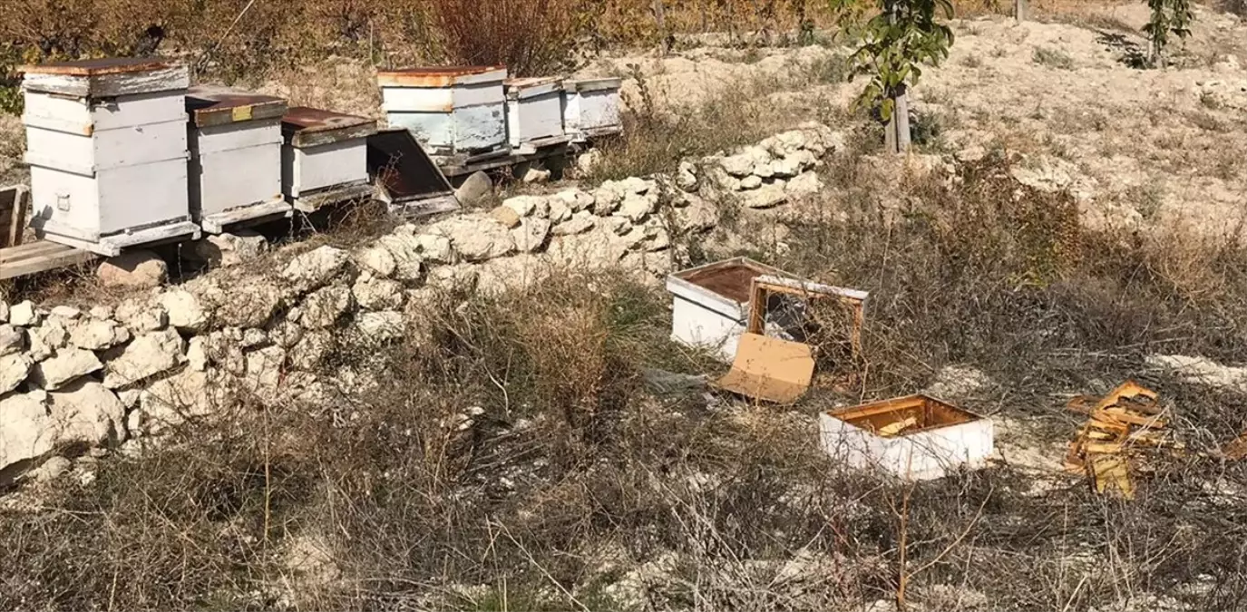 Beypazarı’nda Ayı Saldırısı: 15 Arı Kovana Zarar Verdi