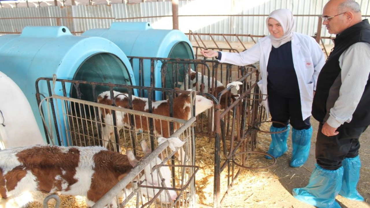 Buzağı Destekleme Ödemeleri Hesaplara Geçiyor