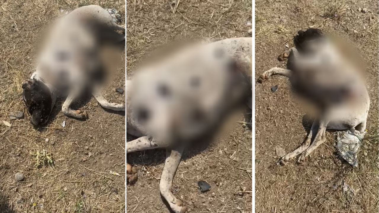 Çanakkale’de Silahla Vurulan 3 Sokak Köpeğinden 2’si Öldü: Kaymakamlık İnceleme Başlattı