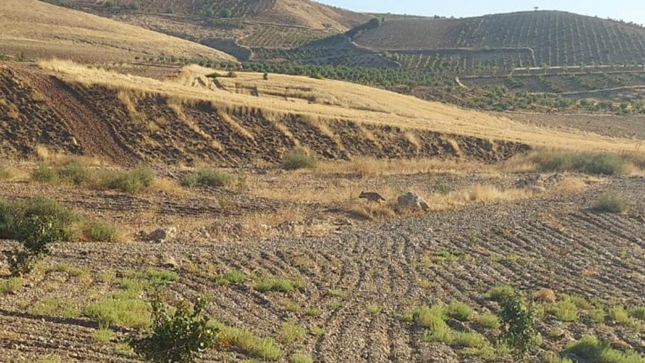 Çizgili Sırtlan Adıyaman’da Görüntülendi