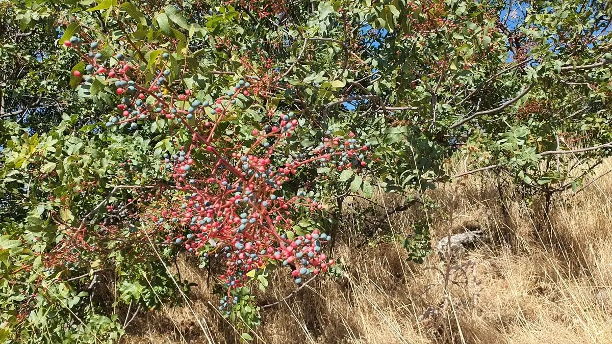 Manisa’da doğal çitlembik hasadıyla ev ekonomisine katkı