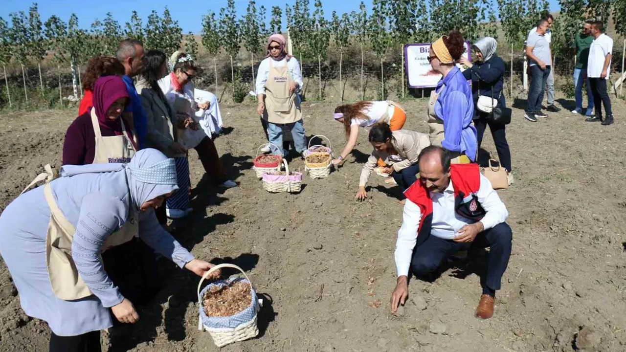 Dünyanın En Pahalı Bitkisinin Hasadı İçin Düğmeye Basıldı: O İlimizde Yetiştirilecek