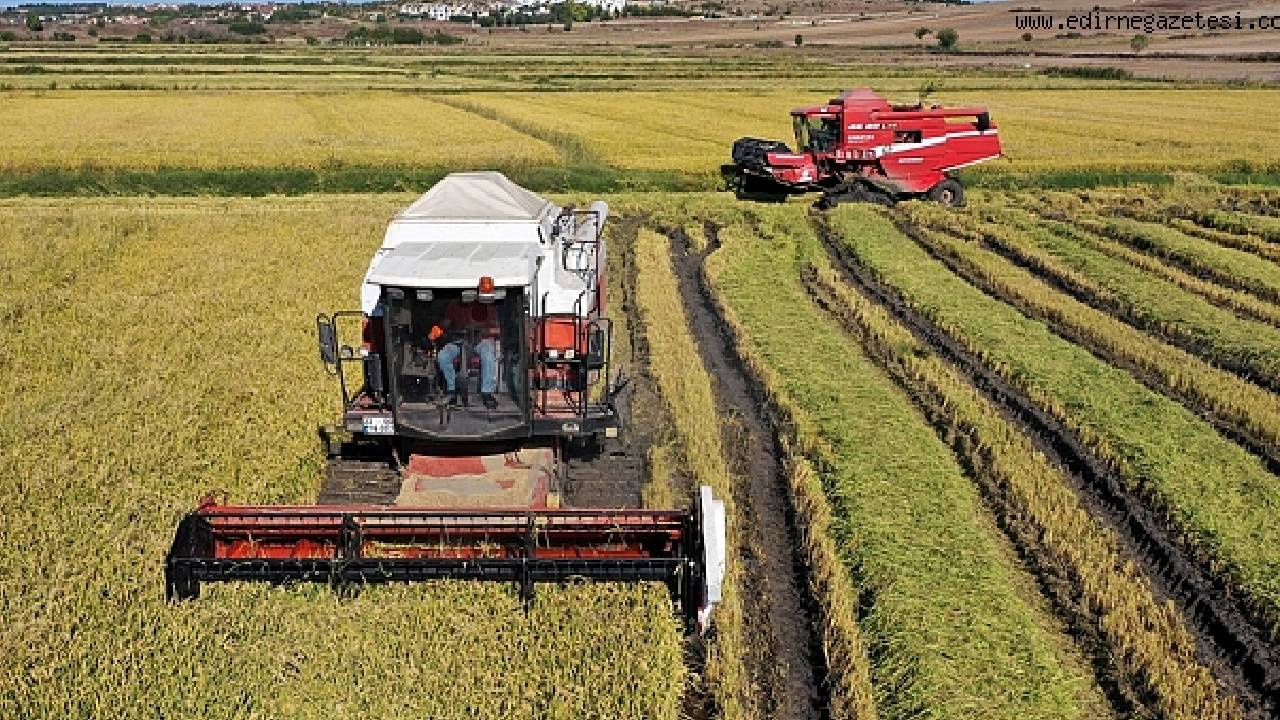 Edirne’de Beyaz Altın Hasadı Hız Kesmeden Devam Ediyor