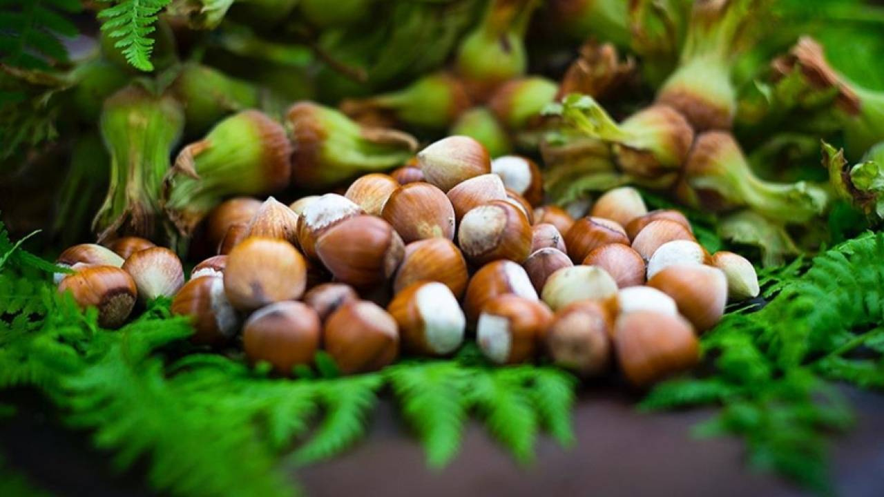 Fındıkta Budama Sezonu Başladı: Budamada Nelere Dikkat Edilmeli?