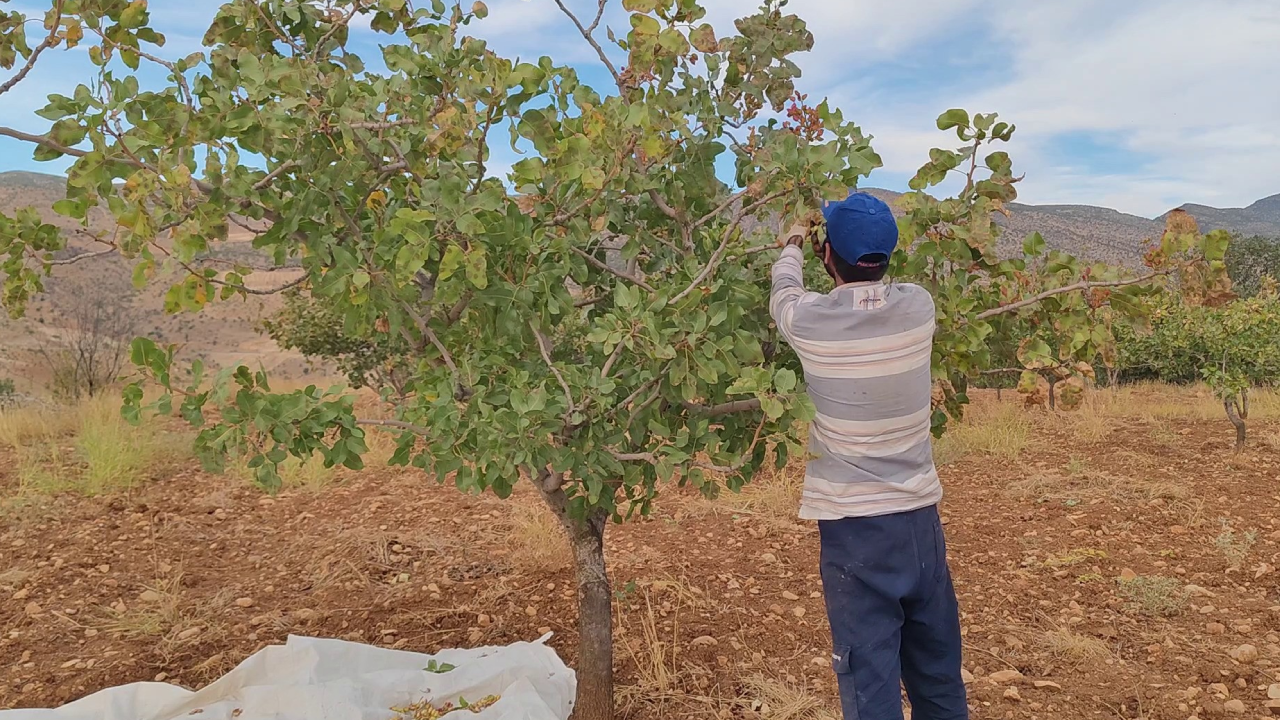 Hasat Başladı, Dallar Taşıyamadı Kırıldı: Çiftçiler Mahsulü Yerlerden Topladı