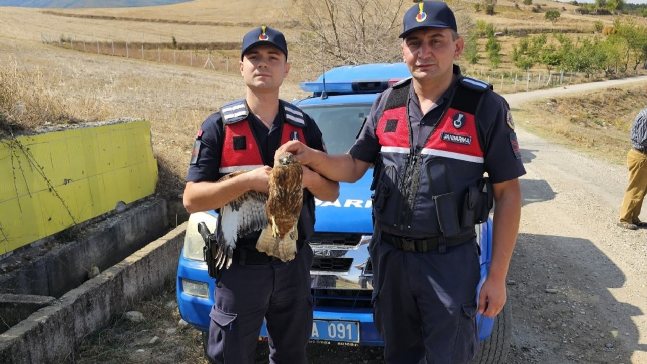 Jandarmanın Bulduğu Yaralı Kızıl Şahin Korumaya Alındı