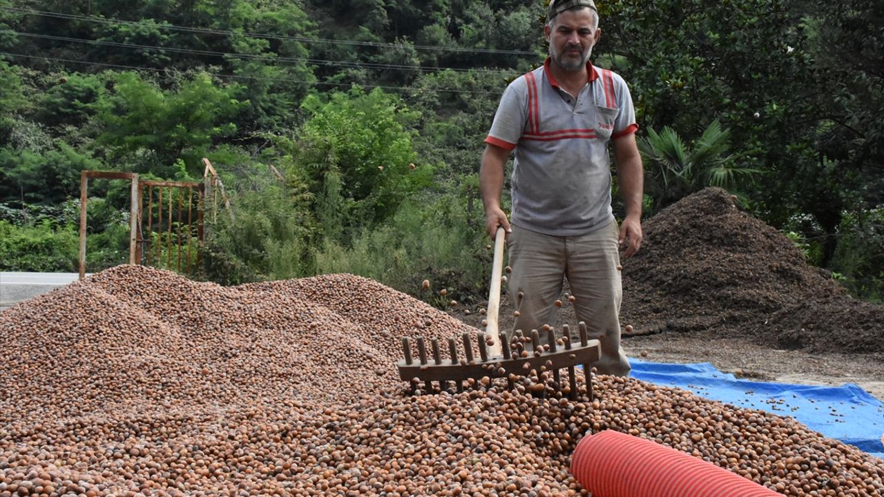 Karadenizli fındık üreticilerinin patoz mesaisi