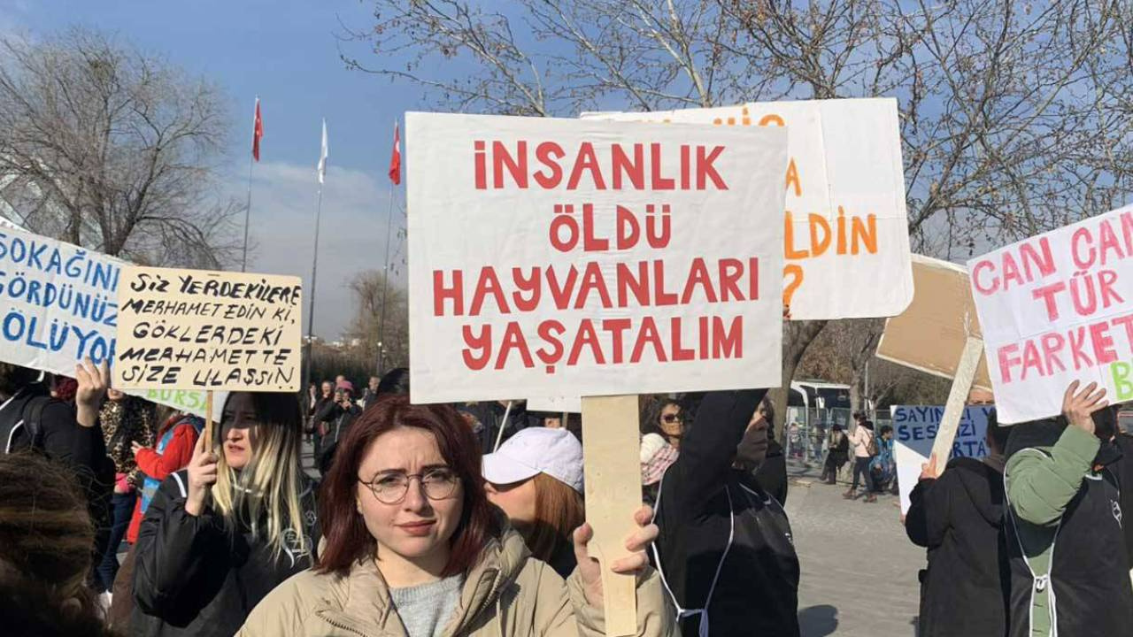 Katliamın Adresi Bu Sefer Kadıköy! Kedi ve Köpekleri Yine Zehirleyerek Öldürdüler