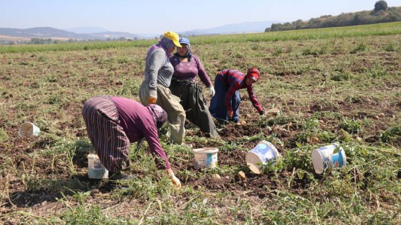 Niğde’de Hasat Bolluğu! Yazlık ve Kışlıklar Aynı Anda Hasat Edildi