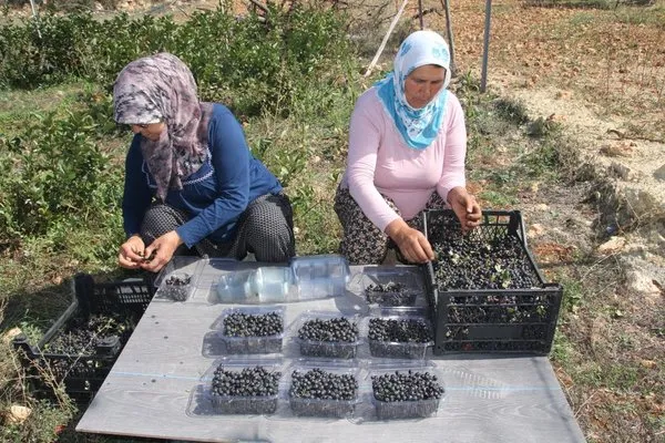 Atıl duran ata toprağını tarıma kazandırdı, içerisine şifa kaynağı Aronya bitkisi dikti - Mersin Haberleri