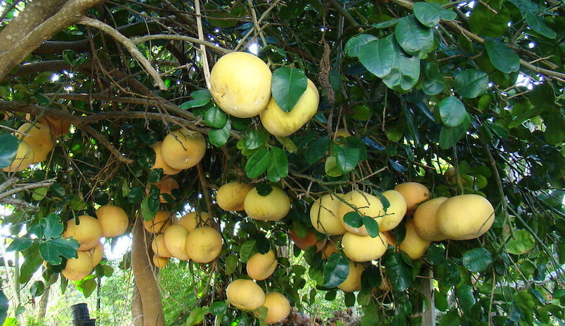 Pomelo (Citrus maxima) | AZbitki