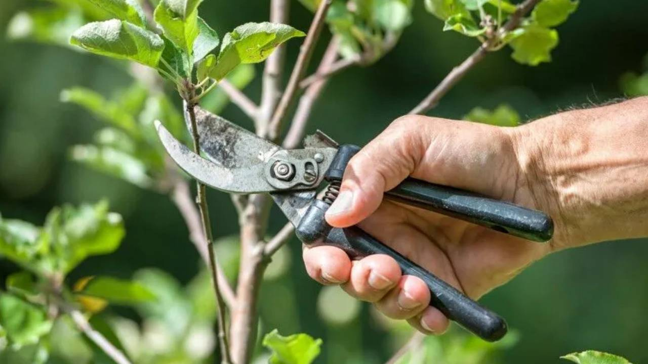 Sonbaharda Asla Budanmaması Gereken Bitkiler! Ağaçların Küsüyor Asla Eskisi Gibi Olmuyor