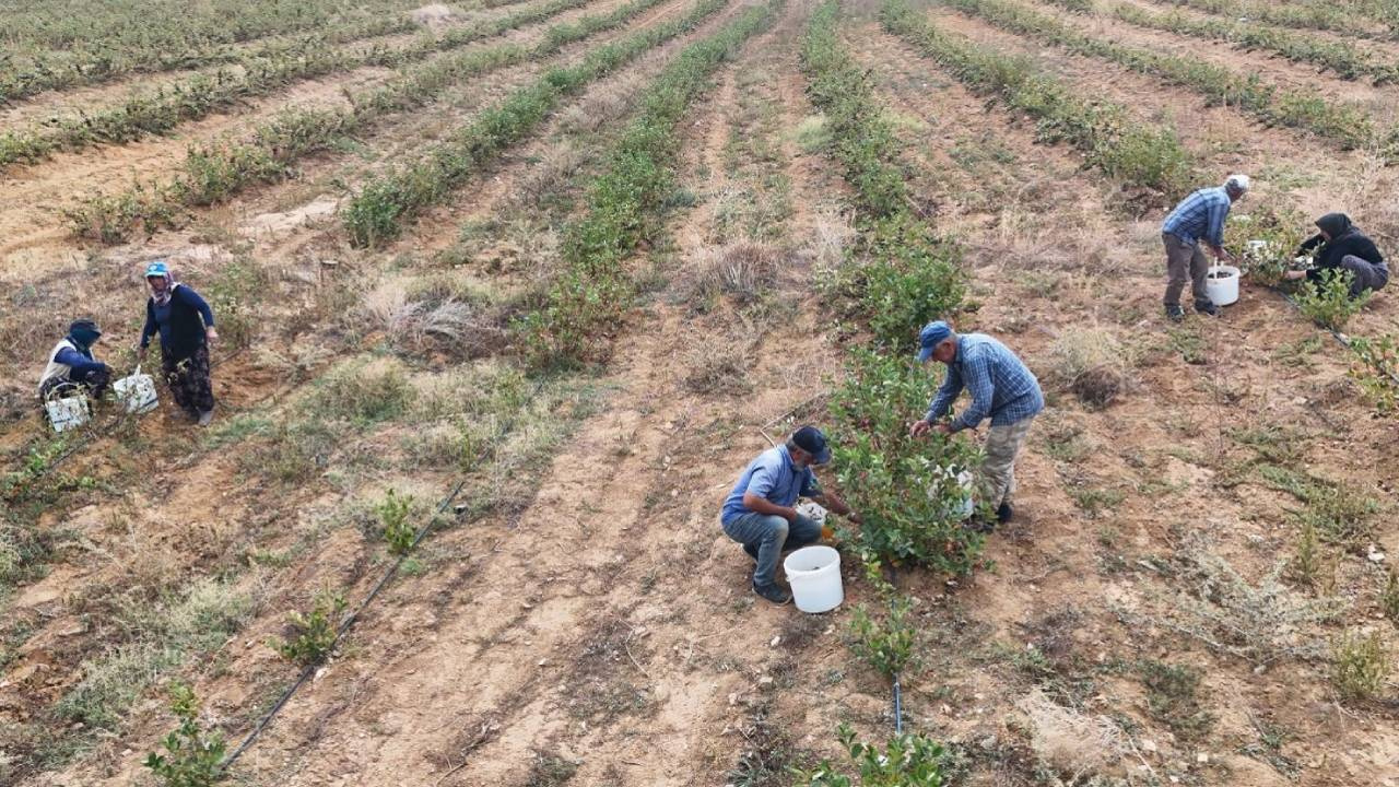 Süper Meyvenin Hasadı Başladı! Kilosu Rekor Fiyata Satılıyor