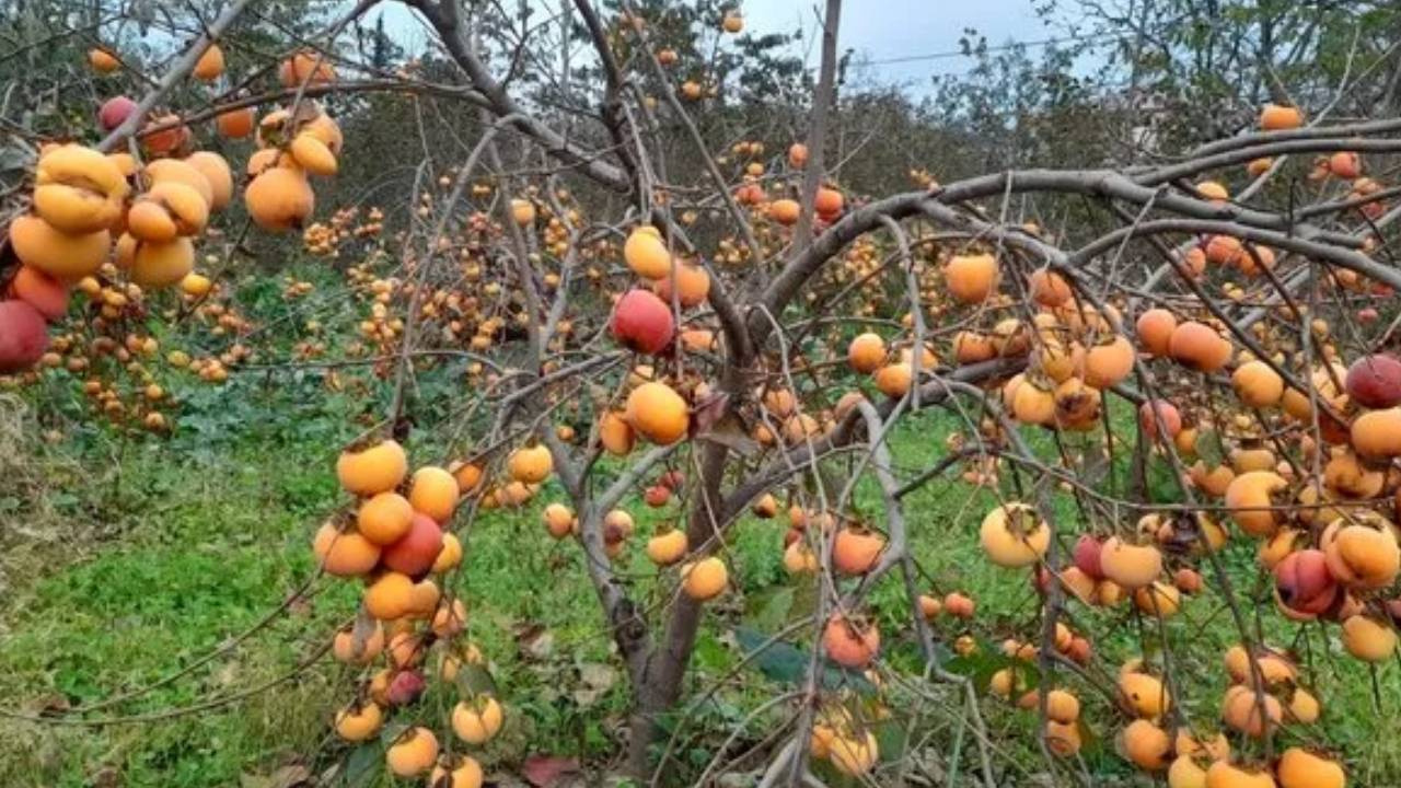 Trabzonlular Kıymetini Bilmiyor! Çinliler Kapış Kapış Alıyor, Uzun Ömürlerinin Sırrı Bu Meyvede