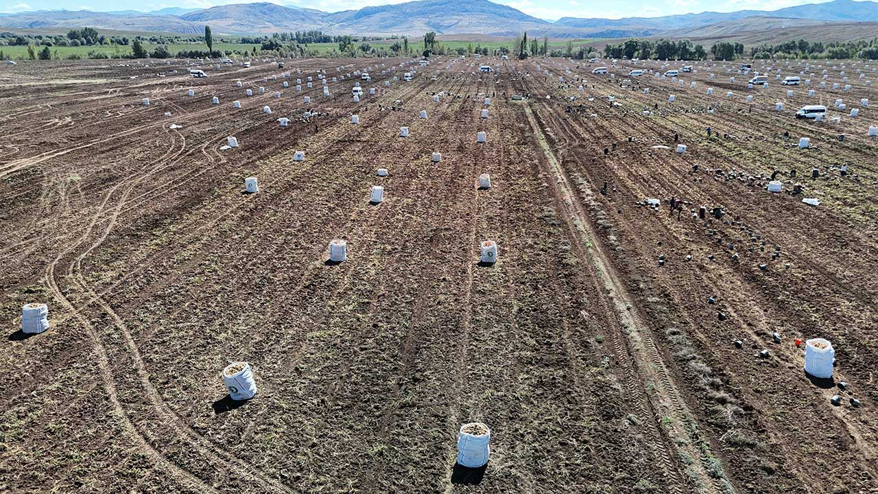 Uçsuz Bucaksız Arazide Yılın Son Hasadı Başladı: 6 Aylık Bekleyiş Son Buldu