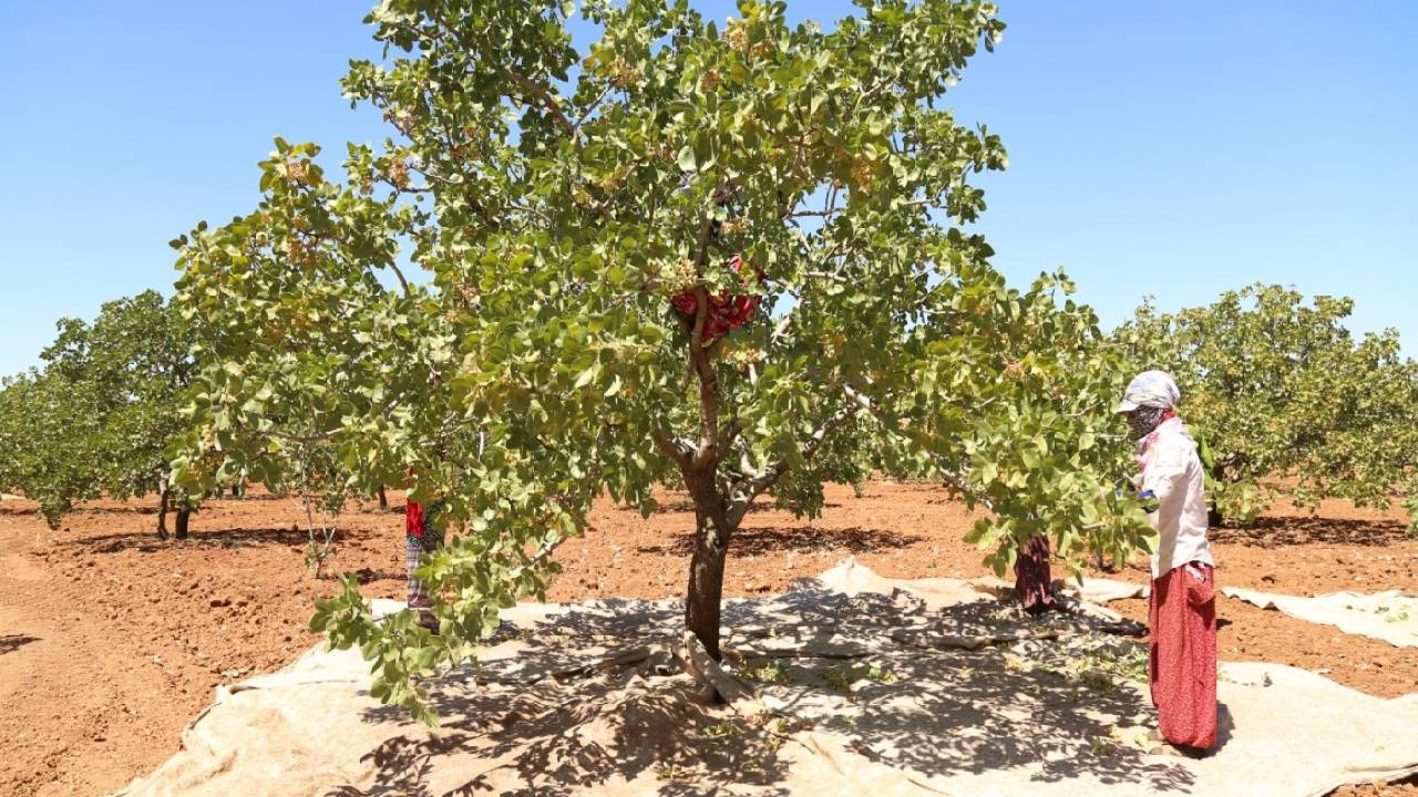 Yeşil Altının Hasadı Başladı: Ekildikten 20 Yıl Sonra Toplanıyor! Tarlada 180 TL’ye, Markette 600 TL’ye Satılıyor