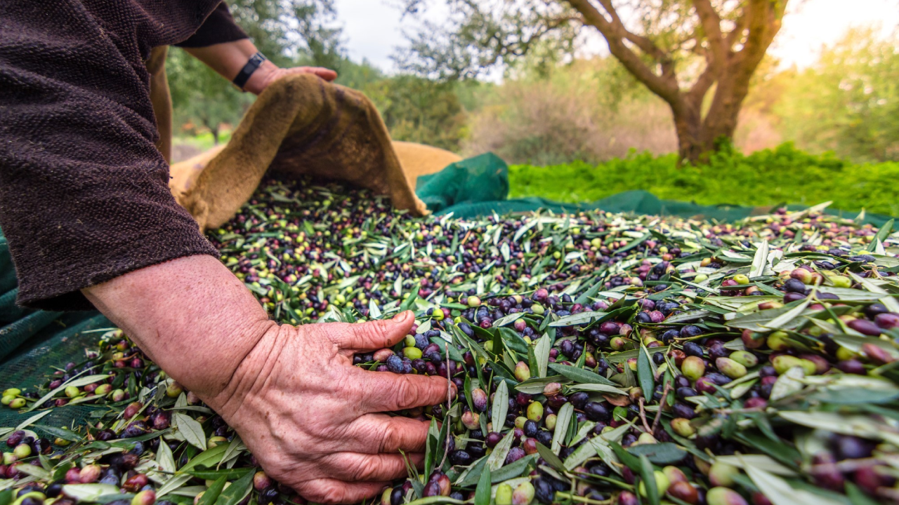 Zeytin Rekoltesinde Rekor Artış