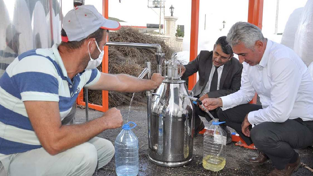 1 Kere Ekilip 30 Yıl Boyunca Hasat Ediliyor: Dönümde 11 Litre Çıkıyor Sabundan Yağına Her Şeyi Para Ediyor!