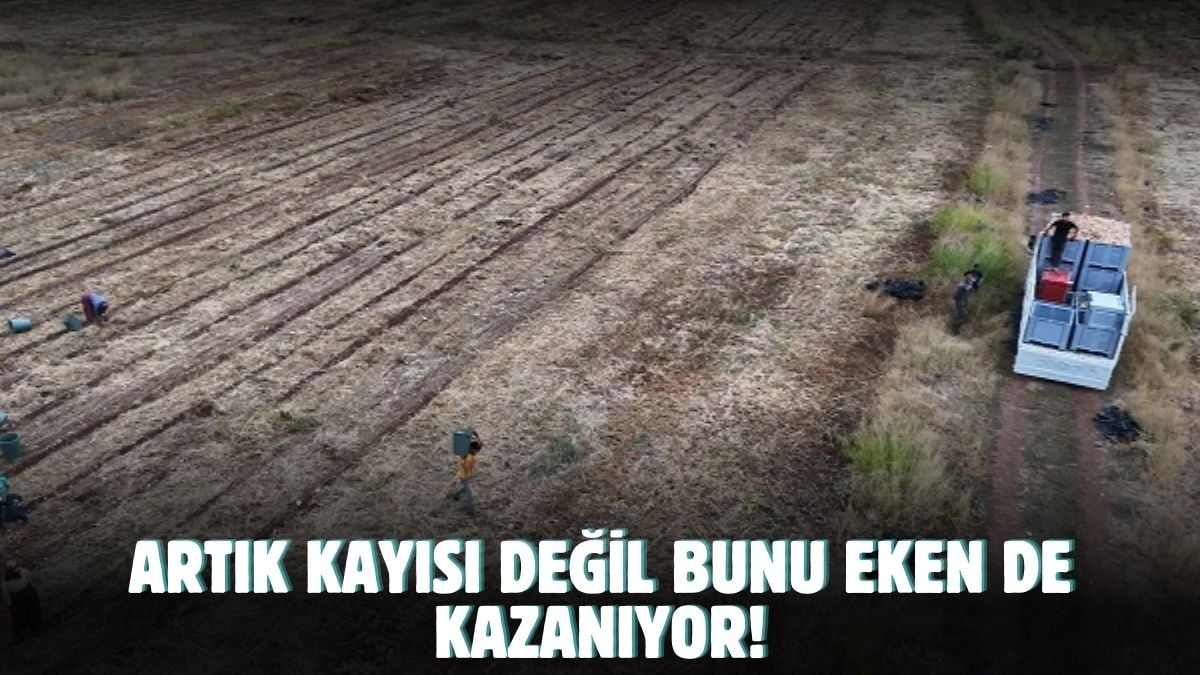 Malatyalılar kayısı değil bunu ekiyor! Avrupa’dan sipariş yağıyor…. Hasat sonrası bereket fışkırdı