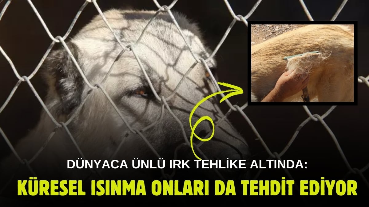 İklim değişikliği Kangal köpeklerini de vurdu! Dünyaca ünlü ırk tehlikede: Tüylerinin rengini gören şok oldu