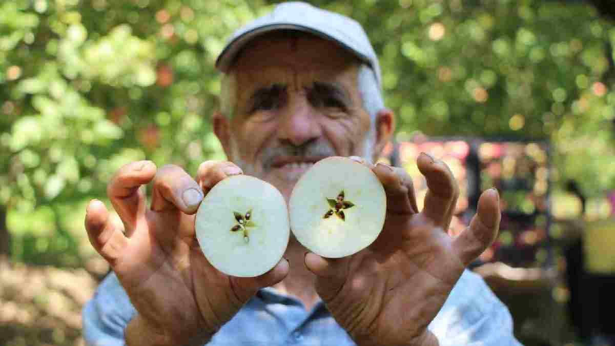 Türkiye’nin en büyük üretim merkezinde yeni hasat dönemi! Araplar kapış kapış alıyor bu yıl 170 bin ton rekolte bekleniyor